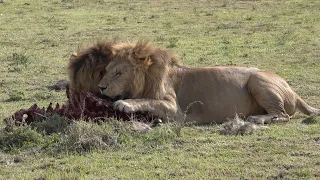 Two male lions brothers wrestle over carcass, Mara North, Kenya