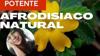 Potente  afrodisiaco para hombres y mujeres