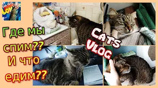 😼🛏Где спят наши котики 🍗🍖🙀Еда для кошек на месяц своими руками