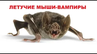 ЛЕТУЧИЕ МЫШИ-ВАМПИРЫ.