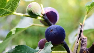 5 Ways to Have Earlier Ripening Figs