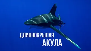 Oceanic whitetip shark. Длиннокрылая акула