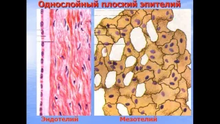 Ткани. Эпителий. Железы. Видео лекция С.М.Зиматкин (4)