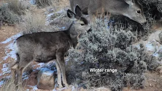 Why do mule deer migrate and what do they eat? Surfing the green wave.