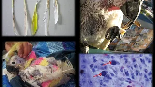 PSITTACINE BEAK AND FEATHER DISEASE (PBFD)