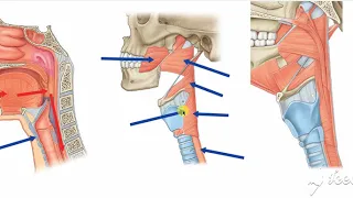 Larynx