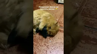 Смертельная схватка 🔥😱🔥 #кот#котики#юмор#коты#котывидео#ржака#kotik_masya#fannyvideo #топ