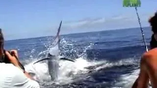 Untamed and Uncut: Marlin Impales Boy's Face