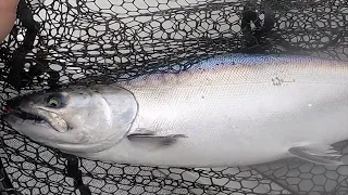 Blackmouth Salmon Fishing Tips and Tactics Jeff Head