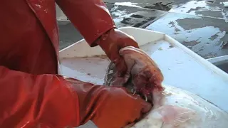 Pacific halibut Hooking - Location