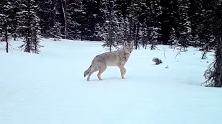 Alaska Trailcam Coyote, Red Foxes, Rabbits, Squirrel April 07, 2024