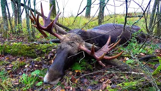 Опять лось вышел на меня, а как же команда? Охота на лося загоном. MOOSE Hunting