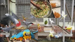 Foods And Seeds For Birds in A Day / Proper Diet Of Foods For Birds Parrots.