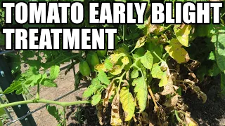 Tomato early blight treatment