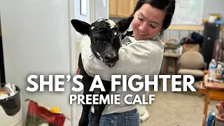 Preemie calf born 5 weeks early... | Day in the life of a 27 year old farmer