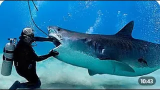 15 Зрелищных встреч с Акулами! Если вы боитесь моря, лучше не смотрите. Нападения акул.