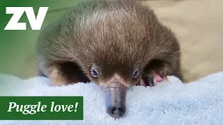 Adorable wild echidna puggle discovered in mulch!