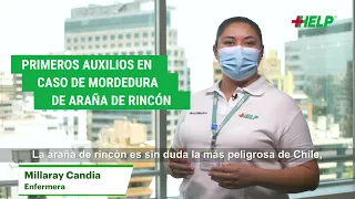 ¿Qué hacer en caso de una mordedura de Araña de Rincón?