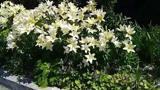Квітучий сад Квітник із багаторічників Ландшафтний дизайн в природному стилі Зразок клумби 111