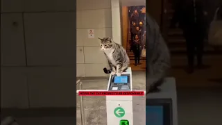 CNU. Cute angry controller in metro #news #alerts #cnu #metro #istanbul #controller #cat #cats #cute