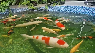 koi Japanese stunners