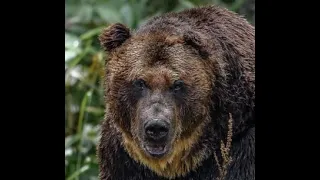 This Brown Bear Eliminated A Japanese Village:  The Legend Of Kezegake
