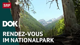 Naturpärke der Schweiz – der Schweizerische Nationalpark im Graubünden (5/5) | DOK | SRF
