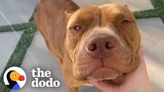 Growling Momma Pittie Momma Turns into the Biggest Lovebug | The Dodo Pittie Nation