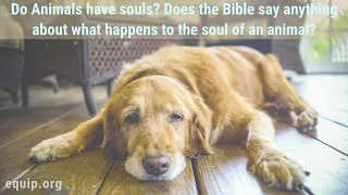 Do Animals Have Souls?