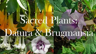 Sacred Plants: Datura and Brugmansia