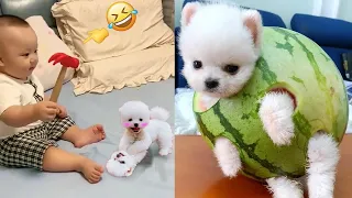 Tik Tok Chó Phốc Sóc Mini 😍 Funny and Cute Pomeranian #409