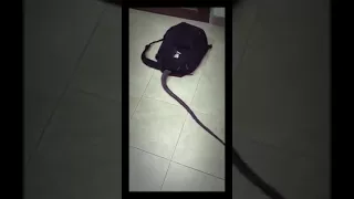 Змея заползла в портфель