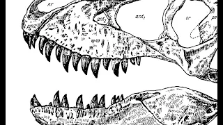 Tarbosaurus: NOT T. REX!