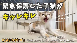 2 威嚇する保護猫にちゅ〜るをあげてみた😺【ろすとズ・迷い子猫保護】