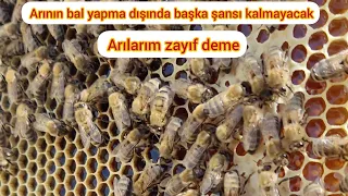 Zayıf arılardan bal alma tekniği/#arıcılık #bee #anaarı #beekeeping #kovan #petek #bal