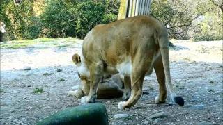 Löwenkinder im Basler Zolli