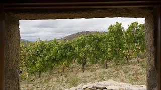 Язык земли и лунные фазы: как выращивают органическое вино в Испании?…