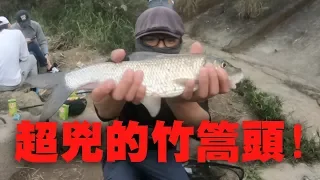 分享我的必殺釣餌!!鯉魚、竹篙頭都抗拒不了的必殺餌!?