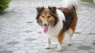 The Joys of Owning a Shetland Sheepdog