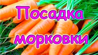 Семья Бровченко. Как экономно и удобно сажать морковь. (06.17г.)