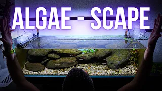 Step by step RIVER AQUASCAPE tank FULL OF ALGAE | EP1 HILLSTREAM AQUARIUM (low tech shallow tank)