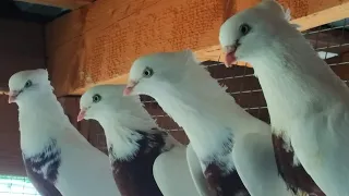 31 марта 2024 г. андижанские голуби узбекские голуби