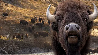 Dangerous American Bison River Crossing: Yellowstone National Park: Animal Videos.