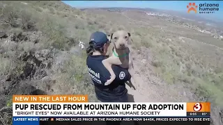 Dog up for adoption after being rescued from mountain in Phoenix