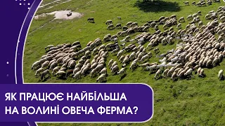 Як працює найбільша на Волині овеча ферма