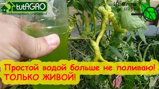 ТЕПЕРЬ ПОЛИВАЮ ТОЛЬКО ТАКОЙ ВОДОЙ! Труда столько же, а урожай гораздо больше и полезней!