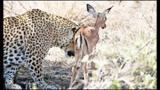 Cheetah Playing With Baby Deer(Gazelle) Before Eating It@scaryteacheriqgame