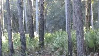 Bigfoot Green Swamp sighting video (stabilized)