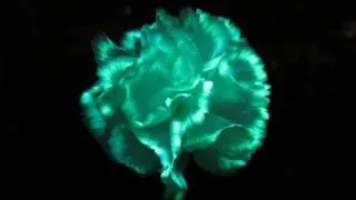 Make Flowers Glow In The Dark (with highlighter fluid and UV light)