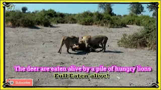 The deer are eaten alive by a pile of hungry lions/Animal Planet/Nat Geo Wild/BBC Documentary/Zoo